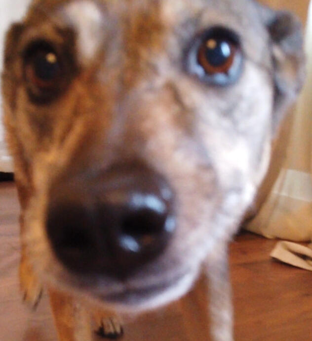 This is my cute dog and it is dead π